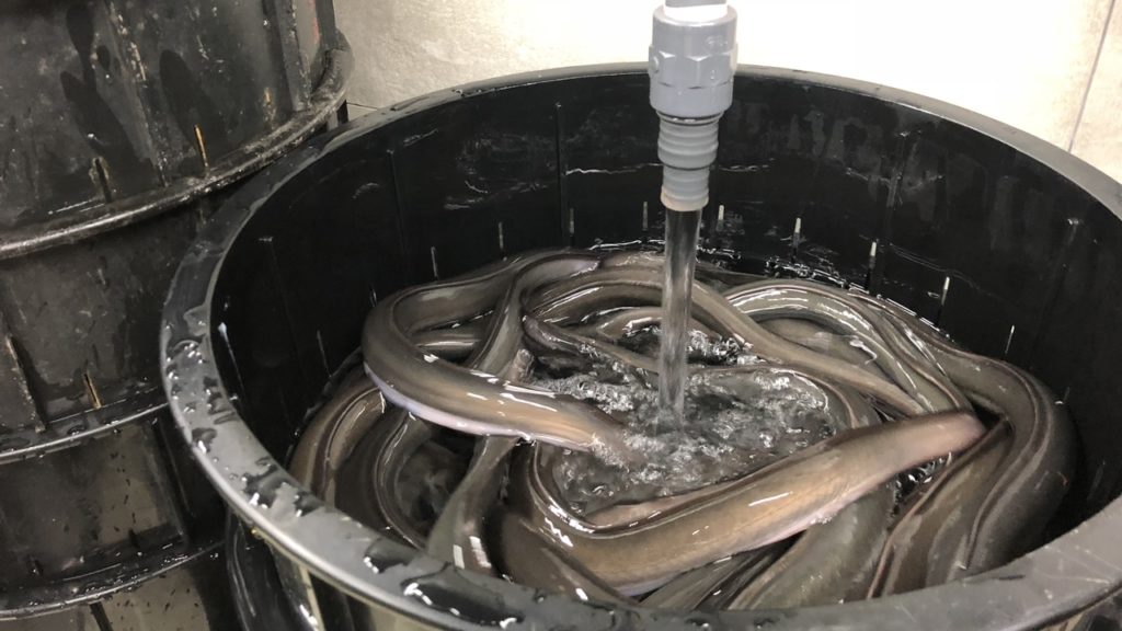 Tateba system for eel storage