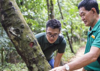 A Day in the Life of an Arborist
